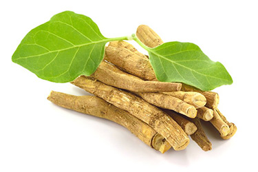 Ashwagandha (AshwaNature Root®) 03